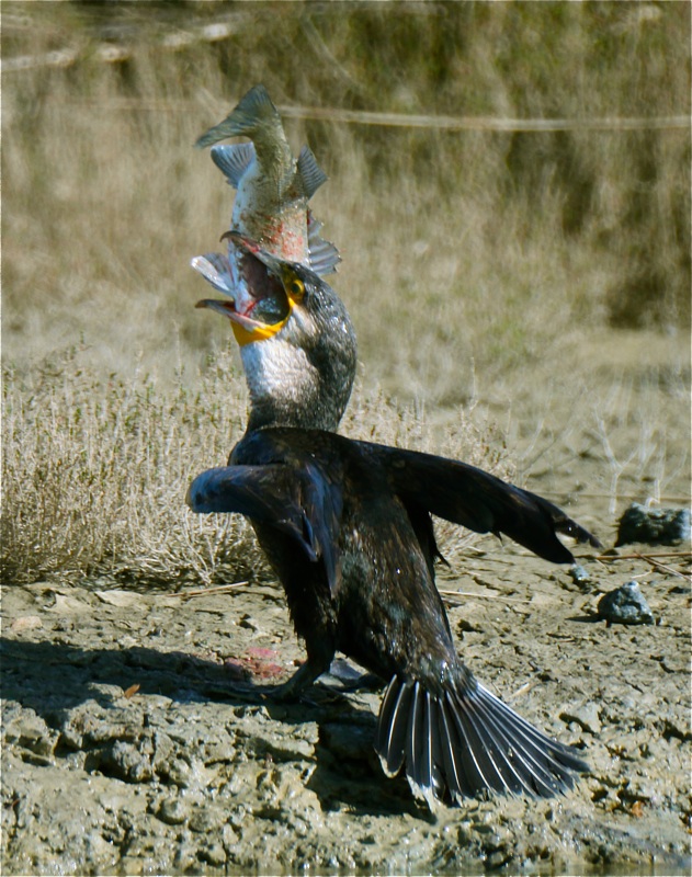 cormorano con spigola